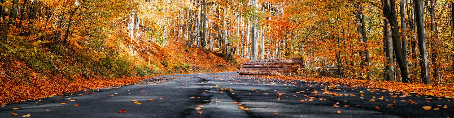 Autumn country road through trees